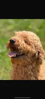 Rosey, a female Cavalier King Charles Spaniel and Poodle - Toy  for sale in Amherst, VA – 5 of 7