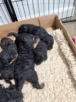 Rosey, a female Cavalier King Charles Spaniel and Poodle - Toy  for sale in Amherst, VA – 3 of 7