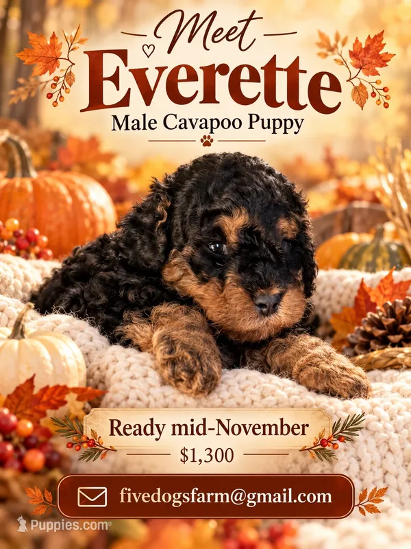 Everette – Cavapoo, Poodle - Toy  puppy for sale in Amherst, VA