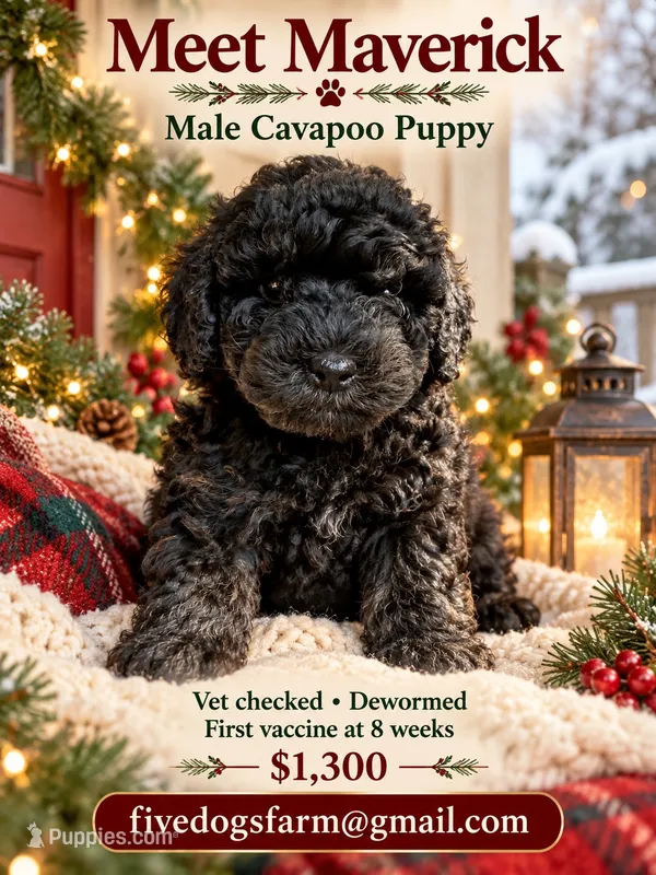 Maverick  – Cavapoo puppy for sale in Amherst, VA