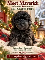Maverick , a male Cavapoo for sale in Amherst, VA – 1 of 1