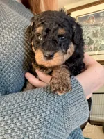 Rosey, a female Cavapoo and Poodle - Toy  for sale in Amherst, VA – 2 of 2