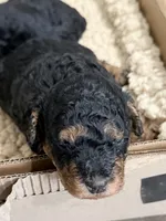 Rosey, a female Cavalier King Charles Spaniel and Poodle - Toy  for sale in Amherst, VA – 2 of 7