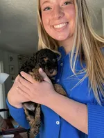 Everette, a male Cavapoo and Poodle - Toy  for sale in Amherst, VA – 1 of 1
