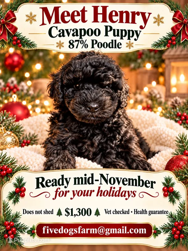 Posey – Cavapoo puppy for sale in Amherst, VA