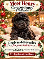 Posey, a female Cavapoo for sale in Amherst, VA – 1 of 1