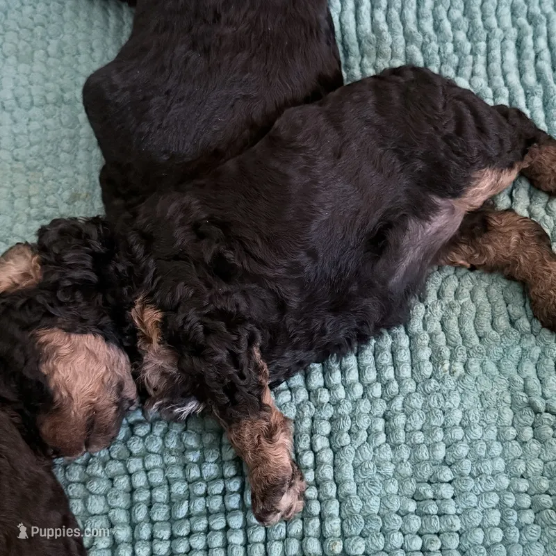 Rosey – Cavalier King Charles Spaniel, Poodle - Toy  puppy for sale in Amherst, VA