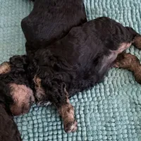 Rosey, a female Cavalier King Charles Spaniel and Poodle - Toy  for sale in Amherst, VA – 1 of 7