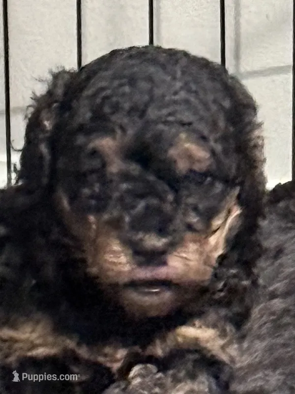 Rosey – Cavapoo, Poodle - Toy  puppy for sale in Amherst, VA