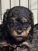 Rosey, a female Cavapoo and Poodle - Toy  for sale in Amherst, VA – 1 of 2