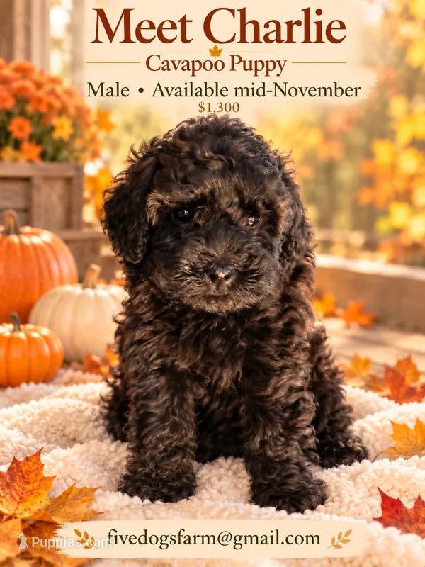 Charlie – Cavapoo puppy for sale in Amherst, VA