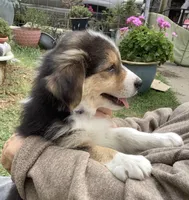 Darby, a female Australian Shepherd for sale in Nipomo, CA – 3 of 4