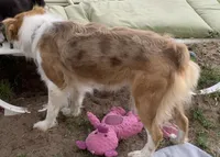 Freckles , a male Australian Shepherd for sale in Nipomo, CA – 4 of 7