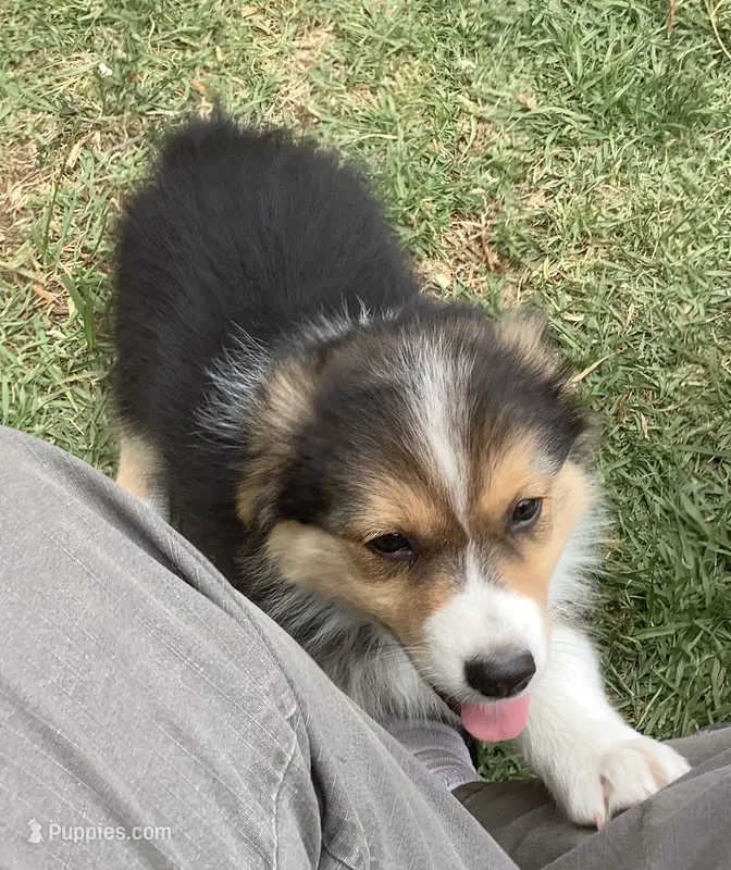 Darby – Australian Shepherd puppy for sale in Nipomo, CA