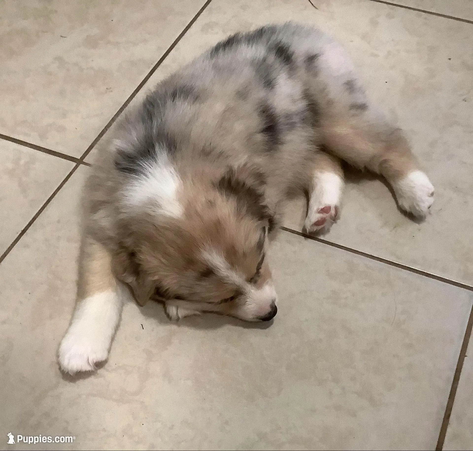 Stella, a female Australian Shepherd for sale in Nipomo, CA – Photo 3 of 4