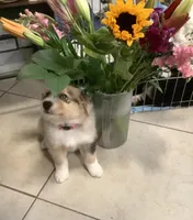Stella, a female Australian Shepherd for sale in Nipomo, CA – Photo 2 of 4