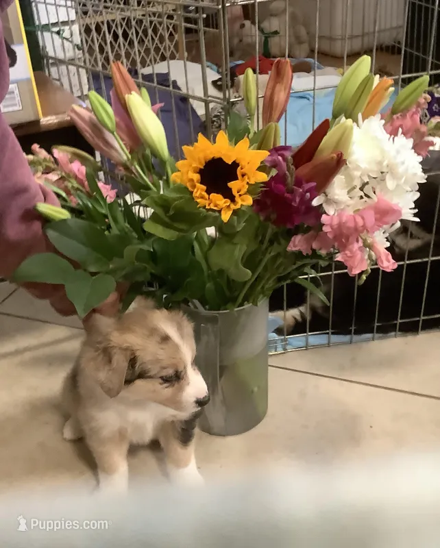 Stella – Australian Shepherd puppy for sale in Nipomo, CA
