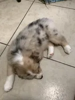 Stella, a female Australian Shepherd for sale in Nipomo, CA – Photo 4 of 4