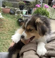 Darby, a female Australian Shepherd for sale in Nipomo, CA – 4 of 4