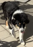 Freckles , a male Australian Shepherd for sale in Nipomo, CA – 2 of 7