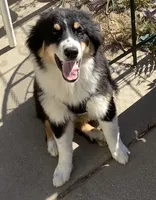 Freckles , a male Australian Shepherd for sale in Nipomo, CA – 5 of 7