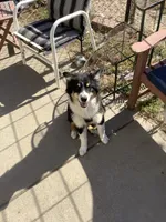 Freckles , a male Australian Shepherd for sale in Nipomo, CA – 7 of 7