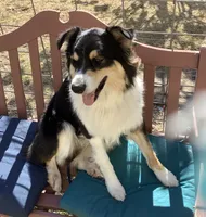 Freckles , a male Australian Shepherd for sale in Nipomo, CA – 6 of 7