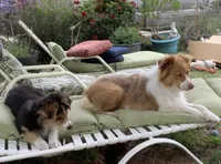 Freckles , a male Australian Shepherd for sale in Nipomo, CA – 3 of 7