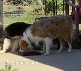 Freckles  – Australian Shepherd puppy for sale in Nipomo, CA