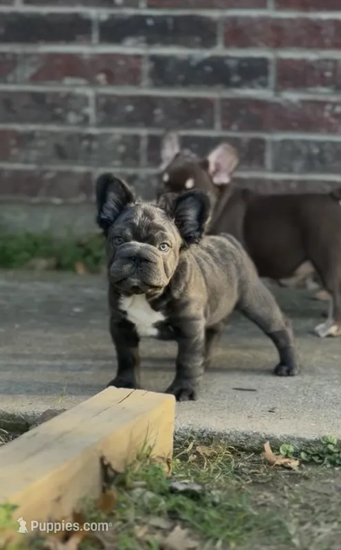 Bear – French Bulldog puppy for sale in Denton, TX