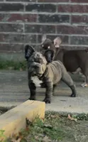 Bear, a male French Bulldog for sale in Denton, TX – Photo 1 of 6