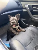 Bear, a male French Bulldog for sale in Denton, TX – Photo 4 of 6