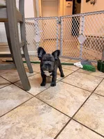 Bear, a male French Bulldog for sale in Denton, TX – Photo 3 of 6