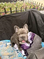 Bear, a male French Bulldog for sale in Denton, TX – Photo 2 of 6