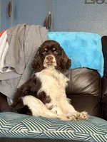 Lily Rose, a female Cocker Spaniel for sale in Belle Fourche, SD – Photo 6 of 10