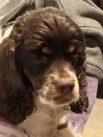 Lily Rose, a female Cocker Spaniel for sale in Belle Fourche, SD – Photo 4 of 10