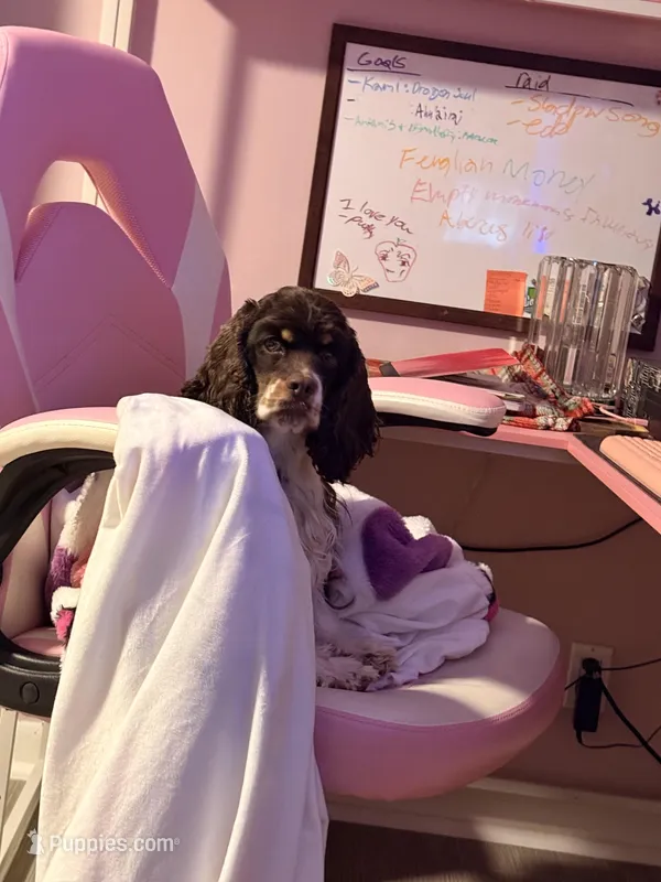 Lily Rose – Cocker Spaniel puppy for sale in Belle Fourche, SD