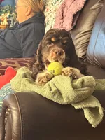 Lily Rose, a female Cocker Spaniel for sale in Belle Fourche, SD – Photo 2 of 10
