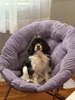 Lily Rose, a female Cocker Spaniel for sale in Belle Fourche, SD – Photo 3 of 10