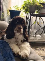 Lily Rose, a female Cocker Spaniel for sale in Belle Fourche, SD – Photo 7 of 10