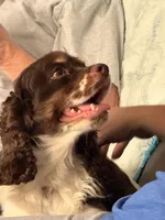 Lily Rose, a female Cocker Spaniel for sale in Belle Fourche, SD – Photo 5 of 10