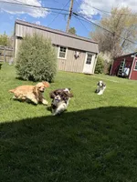 Lily Rose, a female Cocker Spaniel for sale in Belle Fourche, SD – Photo 8 of 10