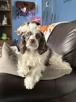 Lily Rose, a female Cocker Spaniel for sale in Belle Fourche, SD – Photo 9 of 10