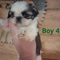 Bandit , a male Shih Tzu for sale in Greensboro, GA – Photo 1 of 2