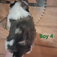 Bandit , a male Shih Tzu for sale in Greensboro, GA – Photo 2 of 2