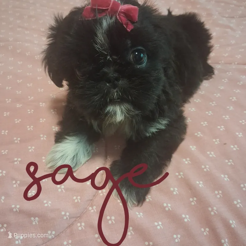 Sage – Shih Tzu puppy for sale in Greensboro, GA