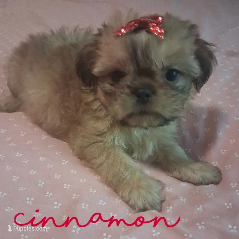 Cinnamon  – Shih Tzu puppy for sale in Greensboro, GA