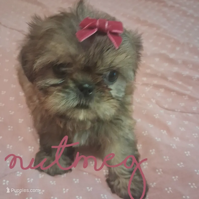 Nutmeg  – Shih Tzu puppy for sale in Greensboro, GA
