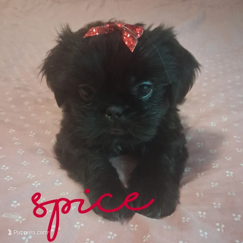 Spice – Shih Tzu puppy for sale in Greensboro, GA