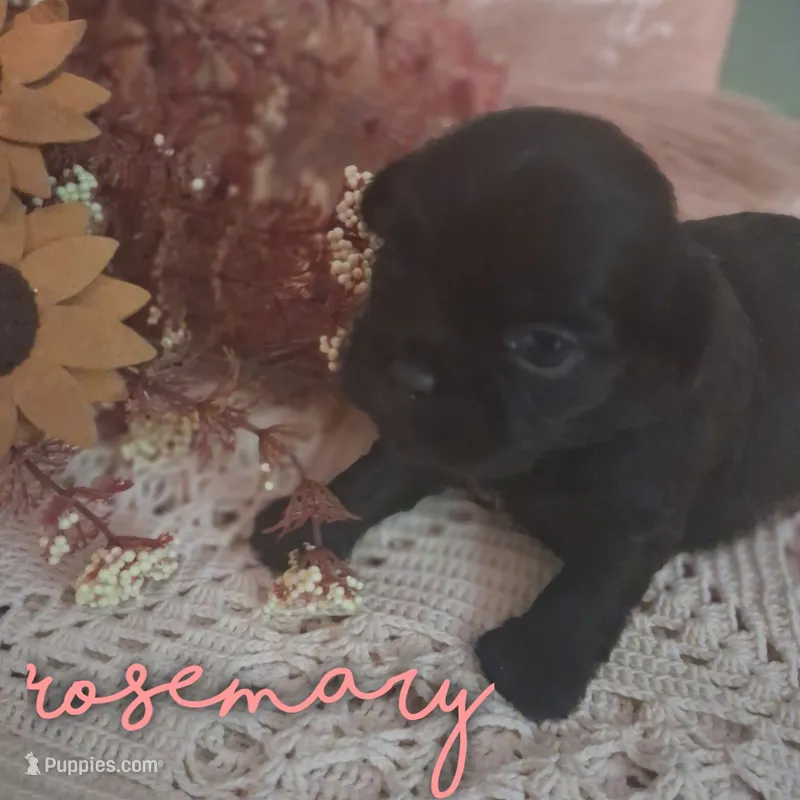 Rosemary – Shih Tzu puppy for sale in Greensboro, GA